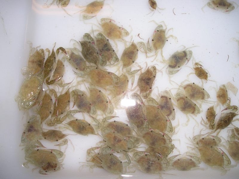 Blue Crab Hatchery Research