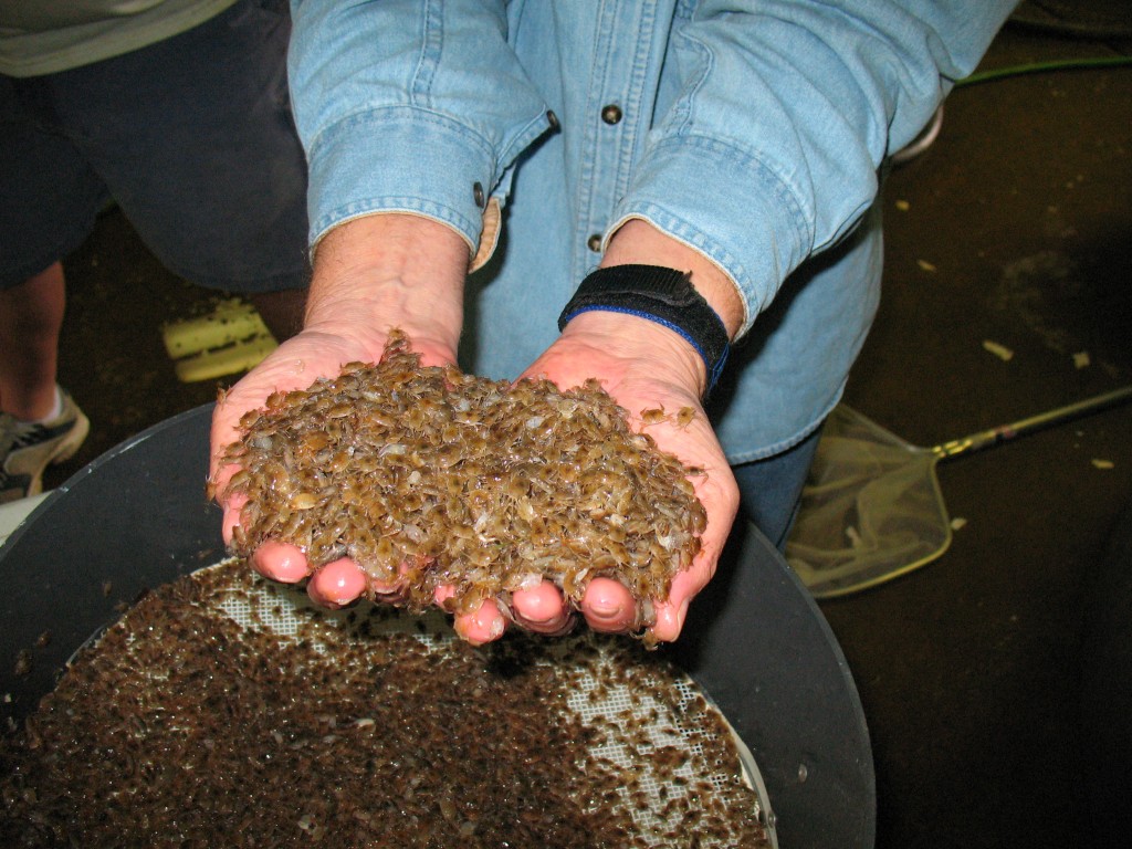 Blue Crab Hatchery Juveniles